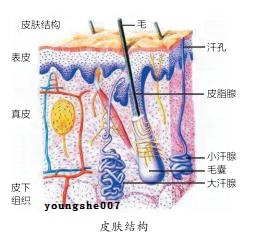 皮肤结构4youngshe007